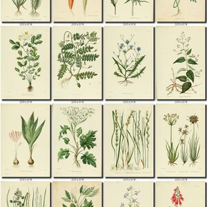FURAGE PLANTS-1 Collection of 182 vintage images flowers food | Etsy