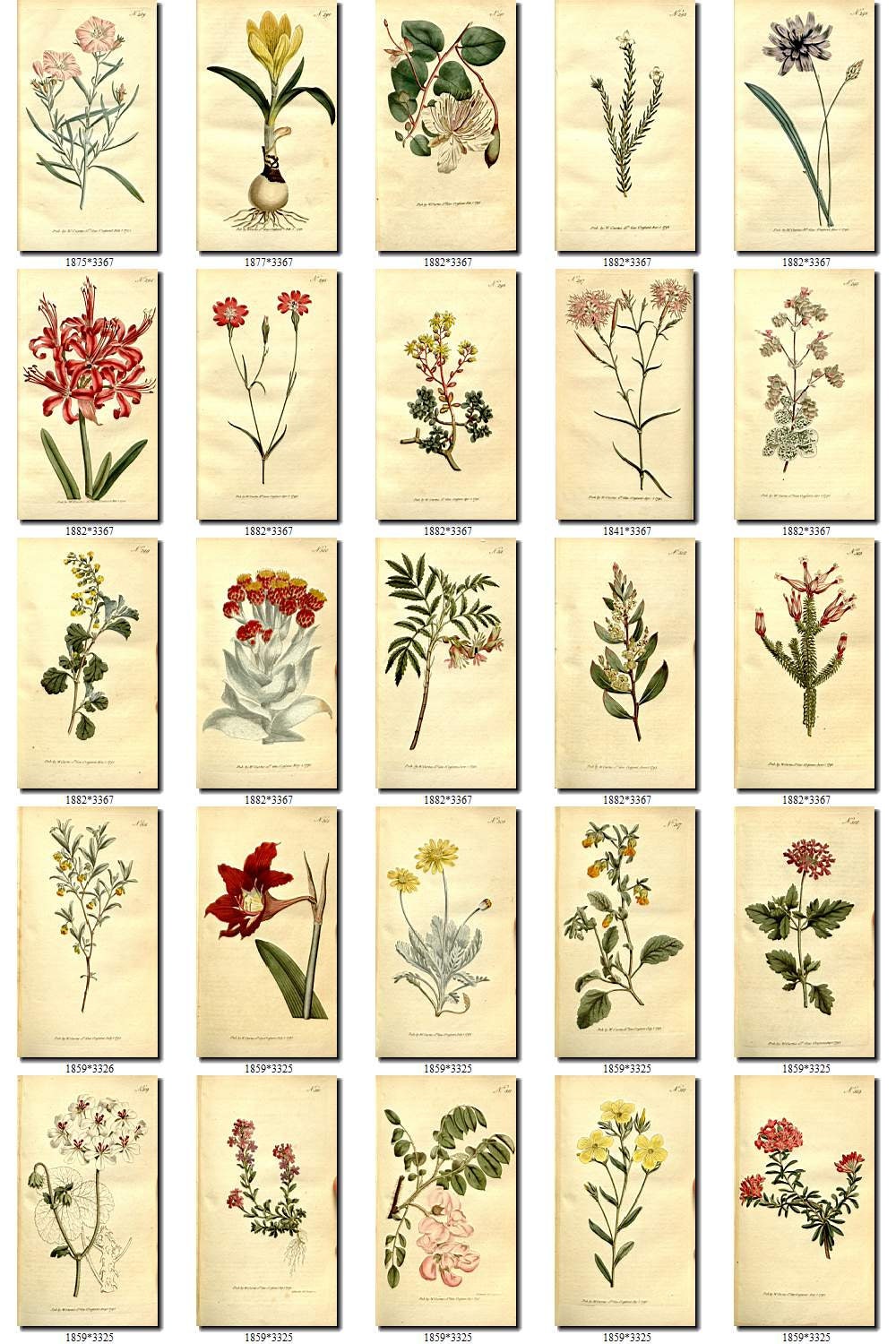 FLOWERS-4 Collection of 216 Vintage Images Vegetable Botanical | Etsy
