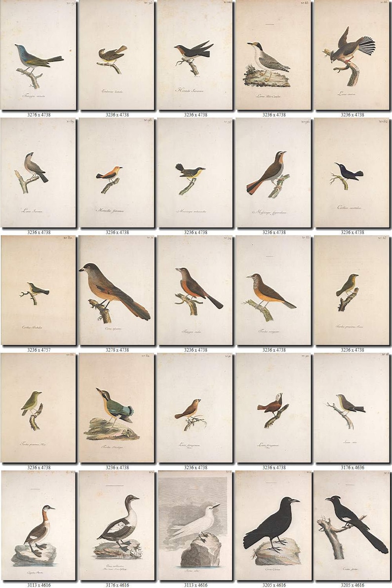 BIRDS-209 Collection of 238 vintage pictures Wryneck Bunting Snipe pictures with background digital download printable images 300 dpi animal