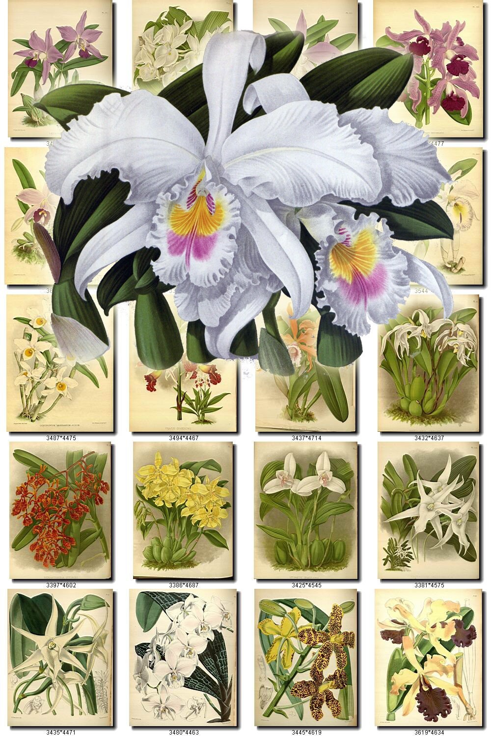 ORCHIDS15 flowers Collection of 291 vintage images vegetable Etsy