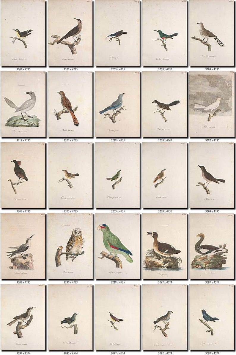 BIRDS-209 Collection of 238 vintage pictures Wryneck Bunting Snipe pictures with background digital download printable images 300 dpi animal