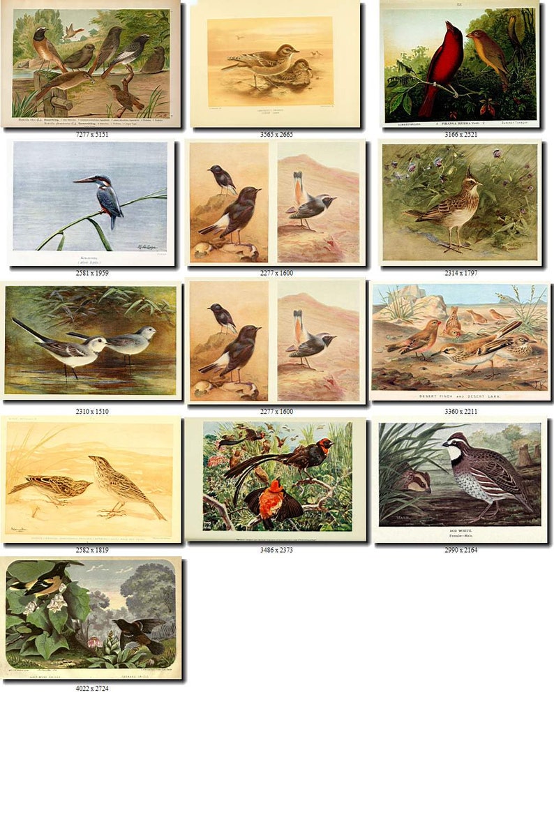 PASSERINES-1 Collection of 191 pictures vintage images High resolution digital download printable illustration small size little birds