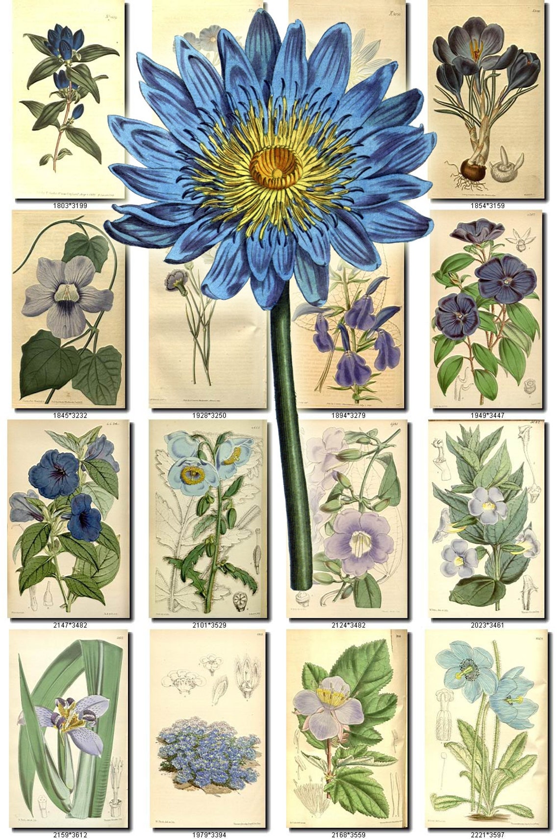 BLUE-2 FLOWERS Collection of 240 Vintage Images Pictures High | Etsy