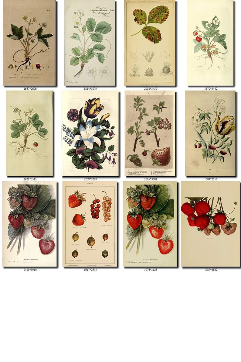 STRAWBERRY-3 Collection of 120 vintage images pictures High | Etsy