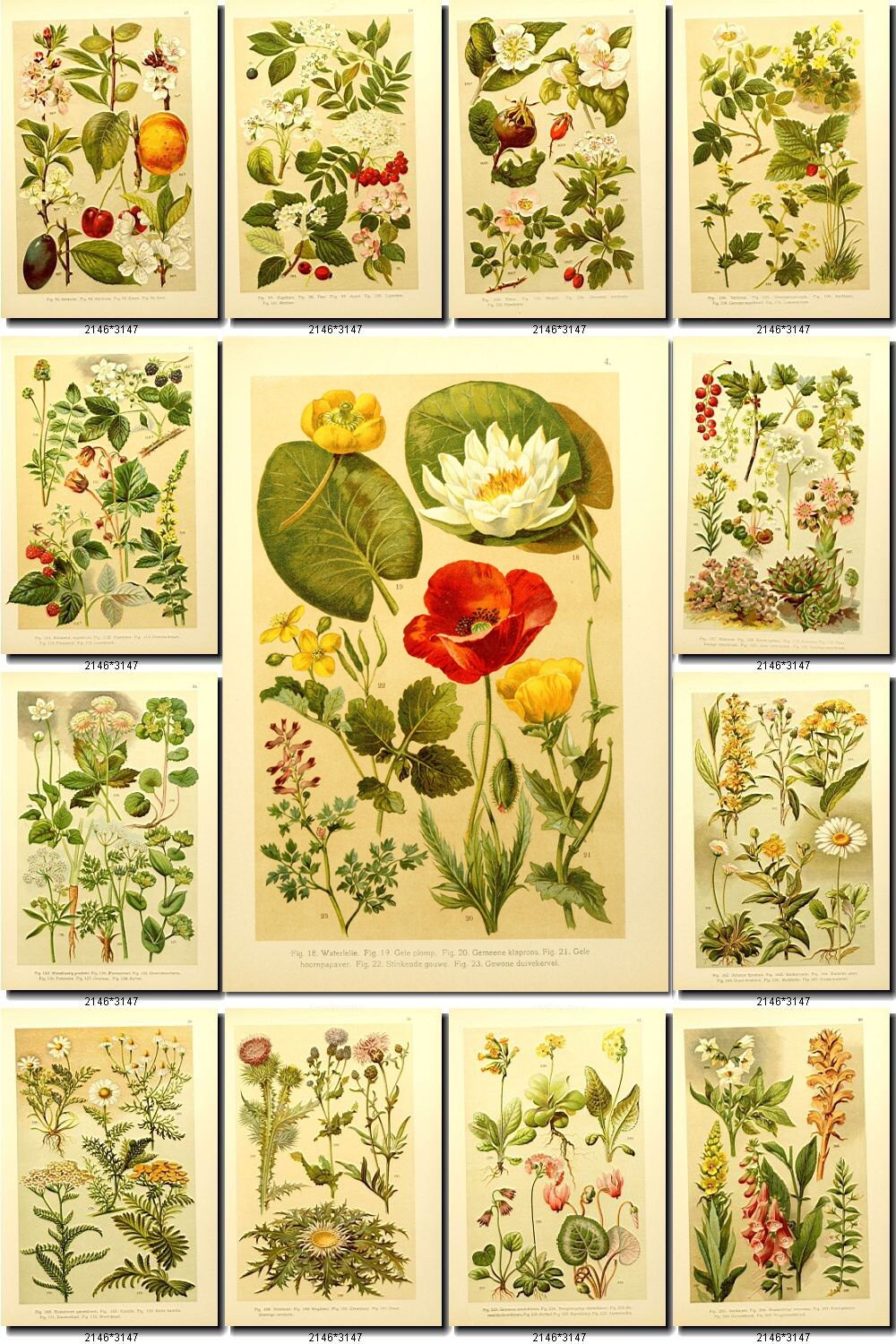 Plants 8 Collection Of 255 Vintage Vegetable Botanical Etsy