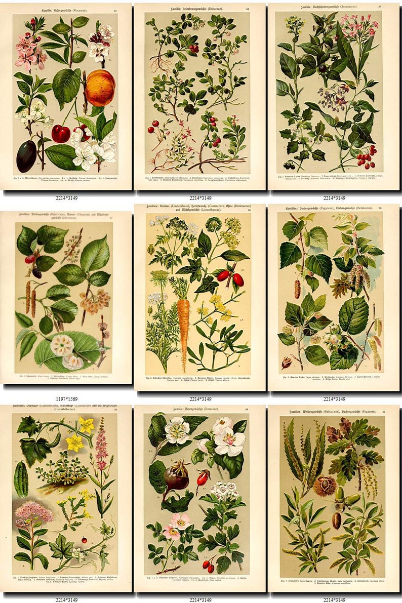 FRUITS VEGETABLES-15 Collection of 65 vintage images Cockroach | Etsy