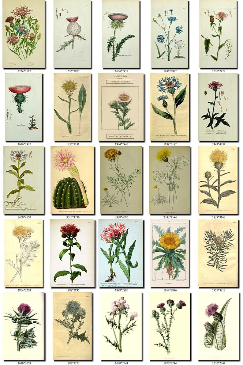 THISTLE-1 Collection of 230 vintage images botanical picture | Etsy
