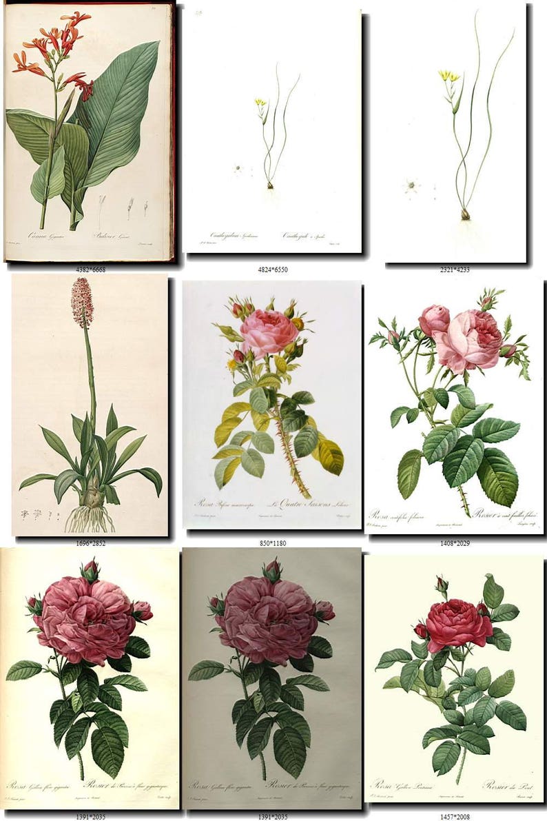 ROSES-1 and LILIES Collection of 80 vintage images pedants | Etsy