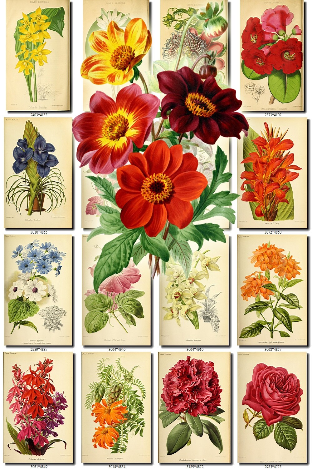 Flowers 139 Collection Of 222 Vintage Images Dahlia Etsy