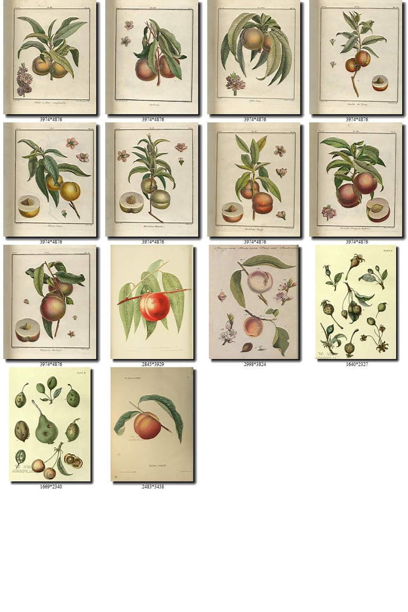 PEACH-7 Collection of 190 vintage images pictures High resolution digital download printable fruits edible amygdalus prunus persica
