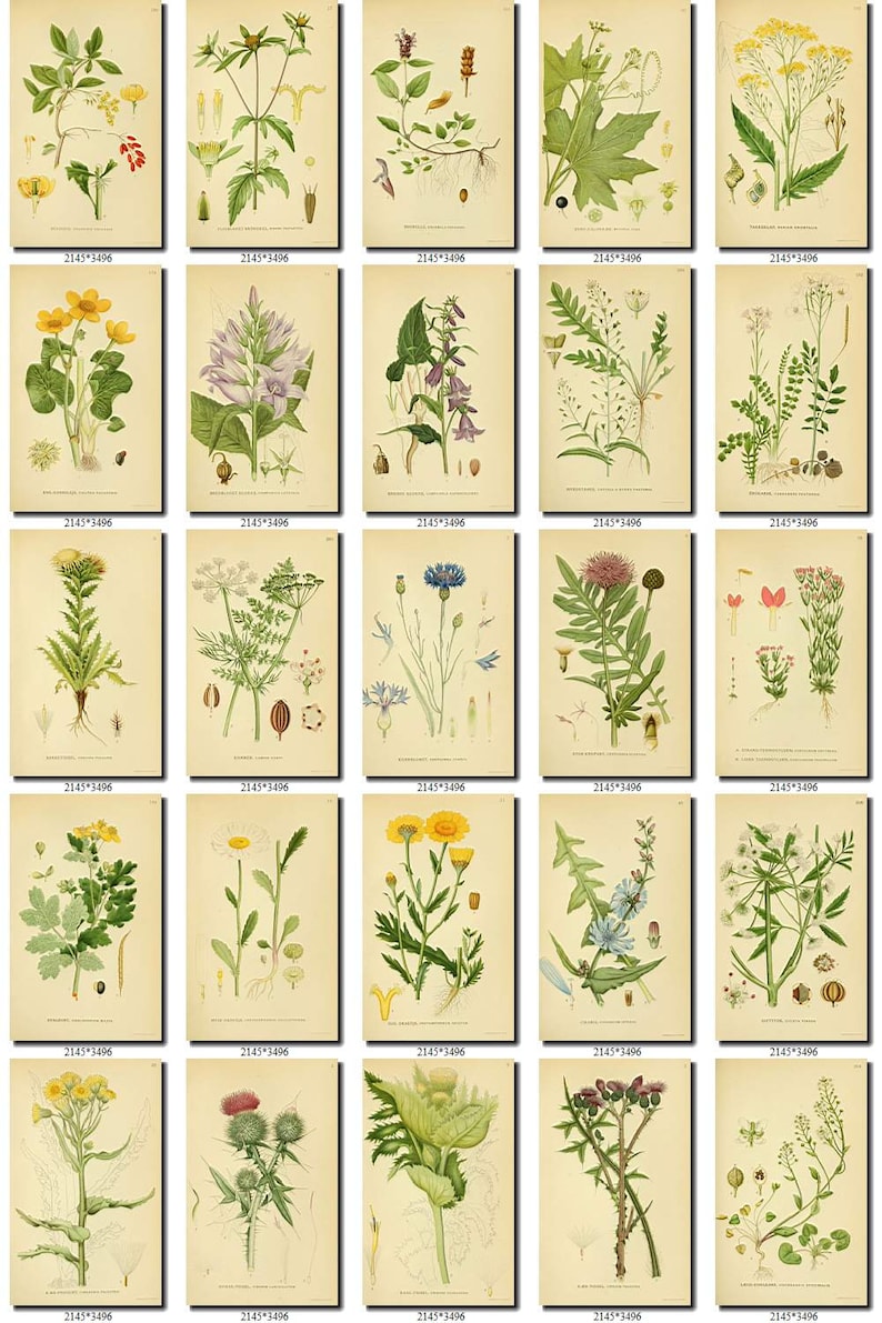 PLANTS-7 Collection of 268 Vintage Vegetable Botanical | Etsy