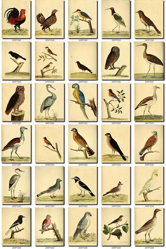 Birds 16 Collection Of 254 Vintage Pictures Parrots Species Etsy
