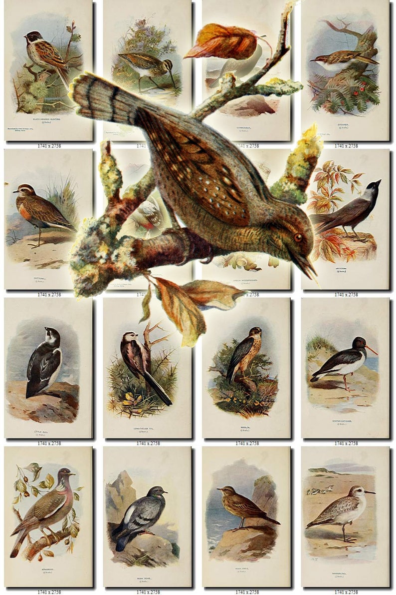 BIRDS-209 Collection of 238 vintage pictures Wryneck Bunting Snipe pictures with background digital download printable images 300 dpi animal