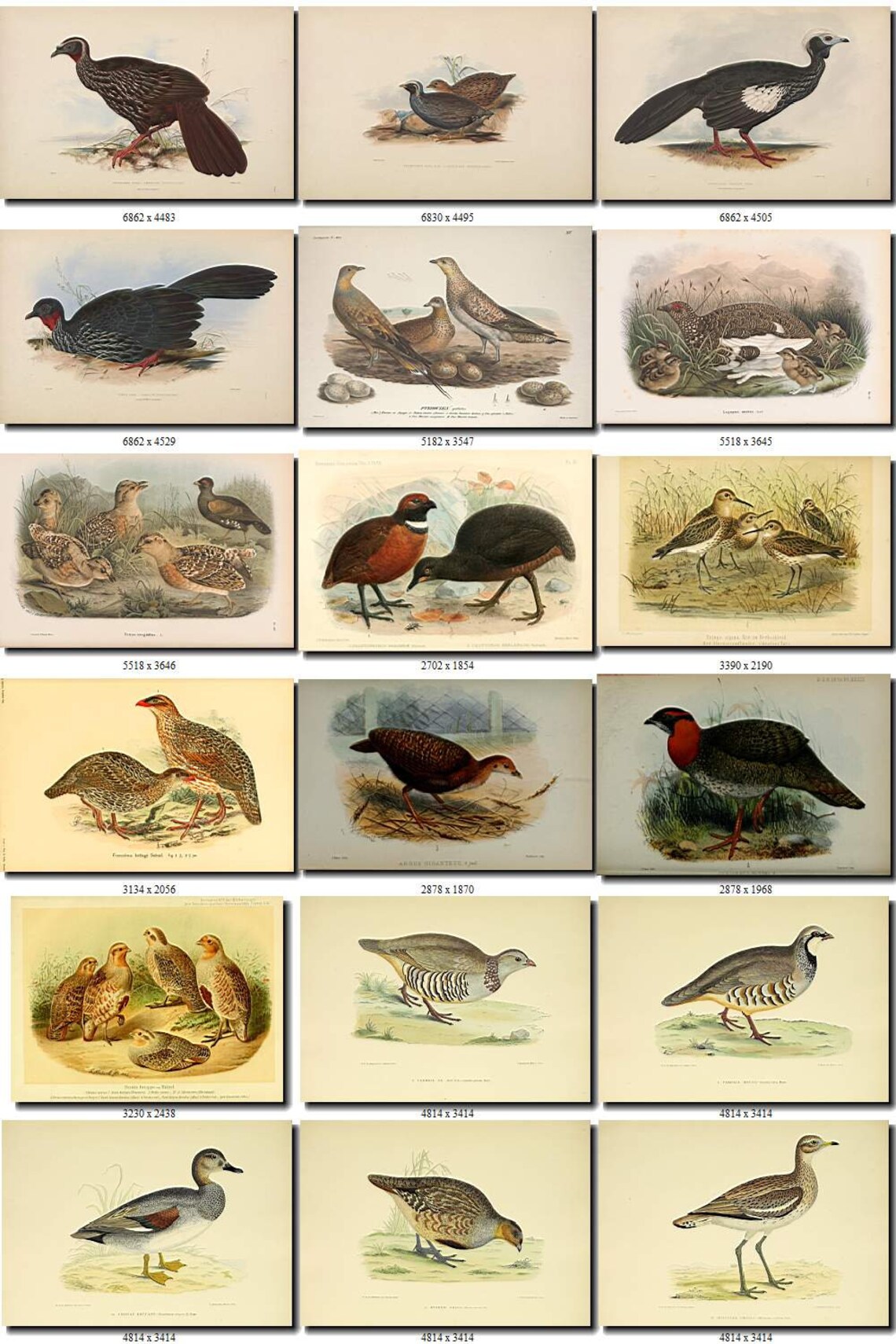 GAME BIRDS6 Collection of 222 pictures vintage images Etsy