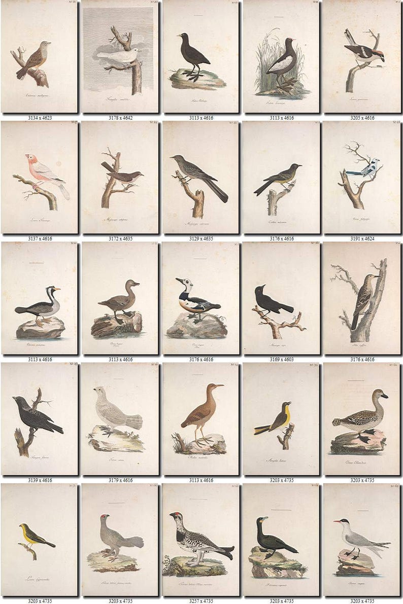 BIRDS-209 Collection of 238 vintage pictures Wryneck Bunting Snipe pictures with background digital download printable images 300 dpi animal