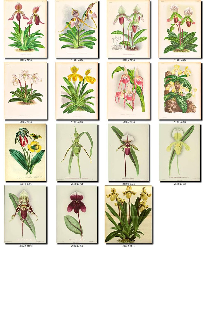 CYPRIPEDIUM-2 flowers Collection of 161 vintage images vegetable botanical pictures High resolution digital download printable Orchidaceae