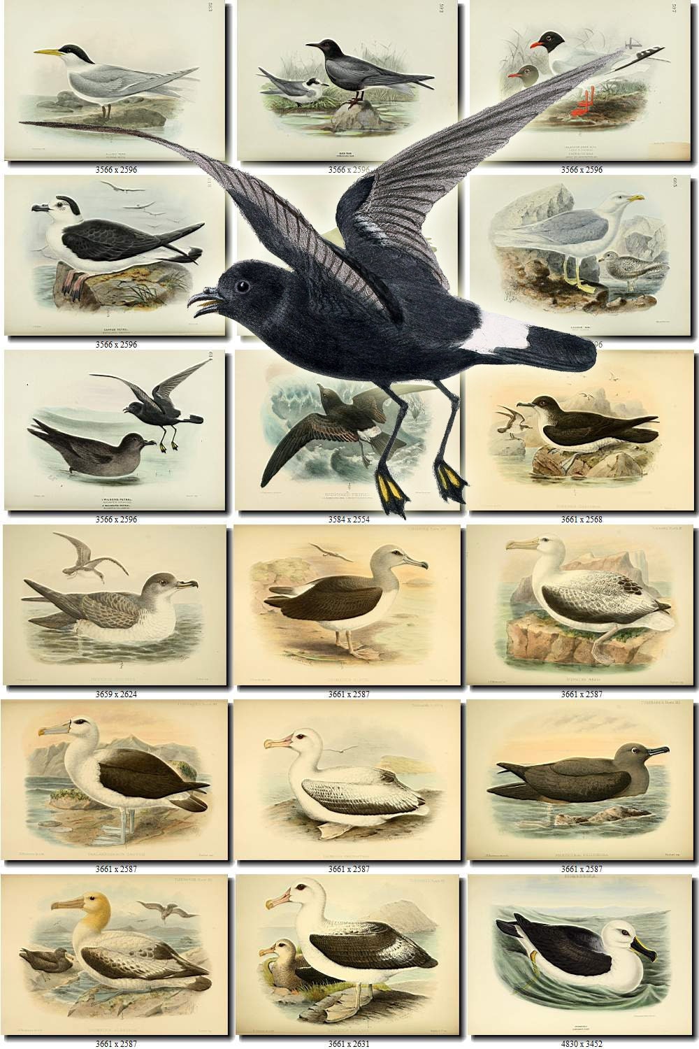 skua for google docs mac skua for google docs mac