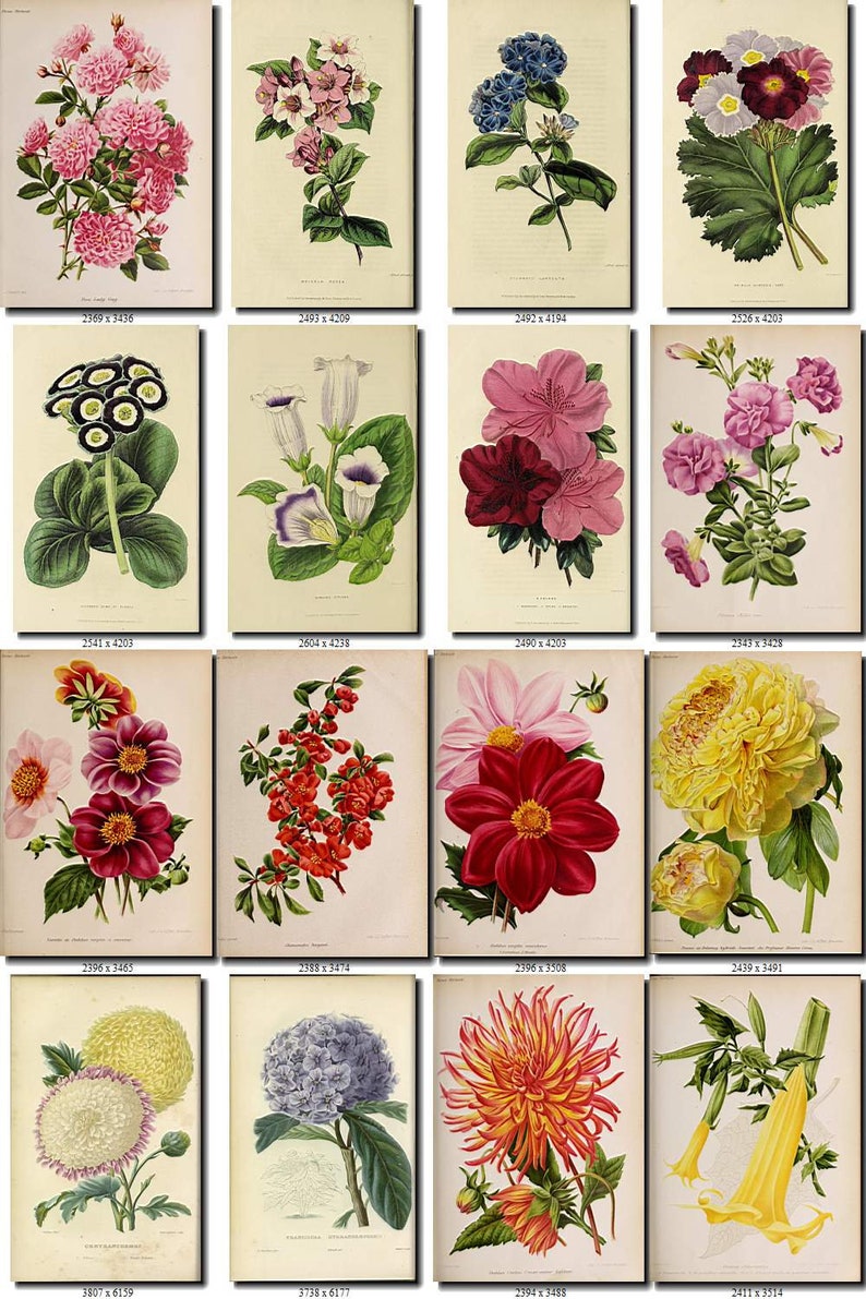 ALL FLOWERS Collections with 37 000 vintage pictures of Roses Etsy