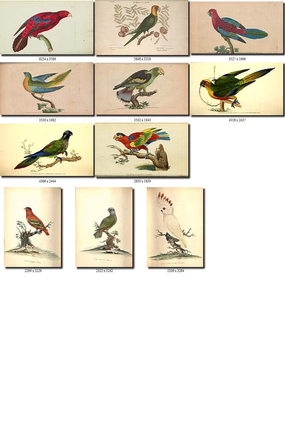 PARROTS-6 Collection of 193 vintage illustrations Cockatoo ...