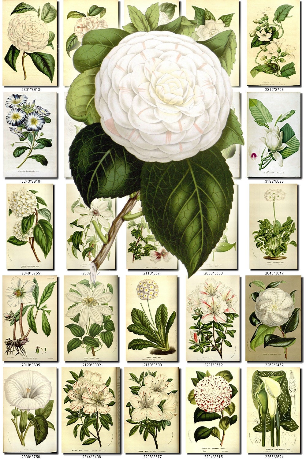 White 5 Flowers Collection Of 235 Vintage Images Pictures High Etsy