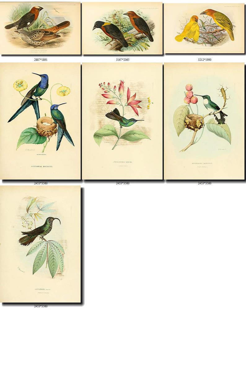 BIRDS-98 Collection of 125 vintage pictures Hummingbirds African Africa Colibri Cuckoo Roller digital download printable 300 dpi animals