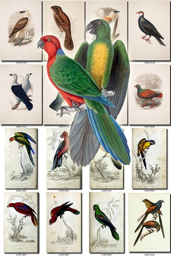 Birds 143 Collection Of 79 Vintage Pictures Parrots Ara Etsy