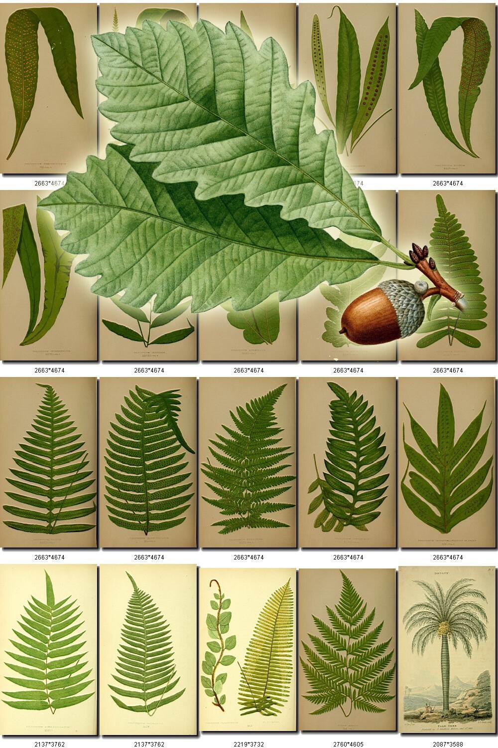 Plants 17 Collection Of 228 Vintage Pictures Elder Maple Etsy