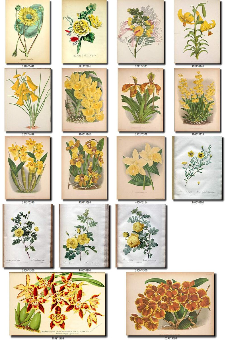 YELLOW-1 FLOWERS Collection of 165 vintage images pictures | Etsy