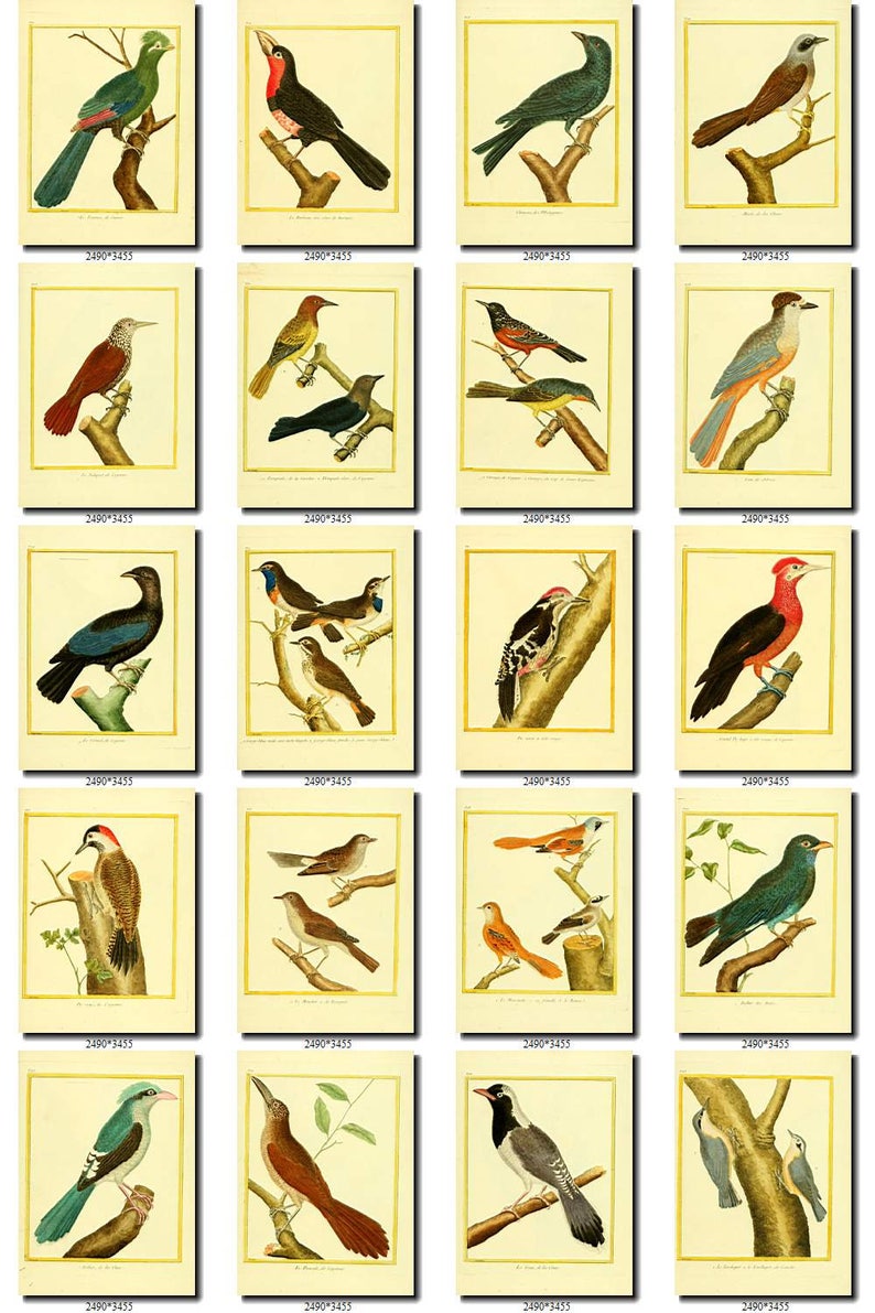 BIRDS-98 Collection of 125 vintage pictures Hummingbirds African Africa Colibri Cuckoo Roller digital download printable 300 dpi animals