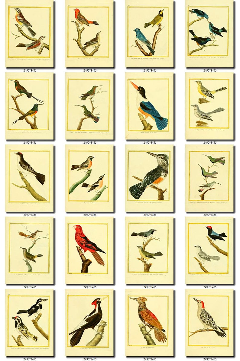 BIRDS-98 Collection of 125 vintage pictures Hummingbirds African Africa Colibri Cuckoo Roller digital download printable 300 dpi animals