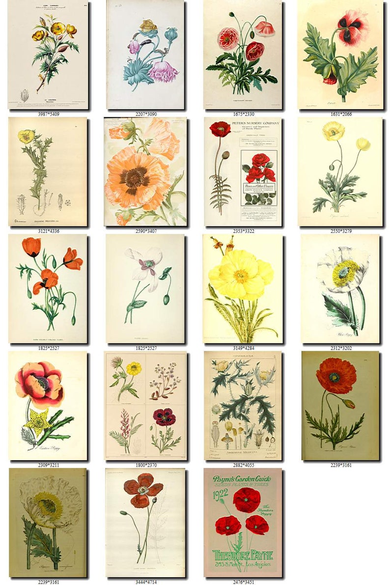 POPPIES-2 Collection of 190 vintage images botanical pictures | Etsy