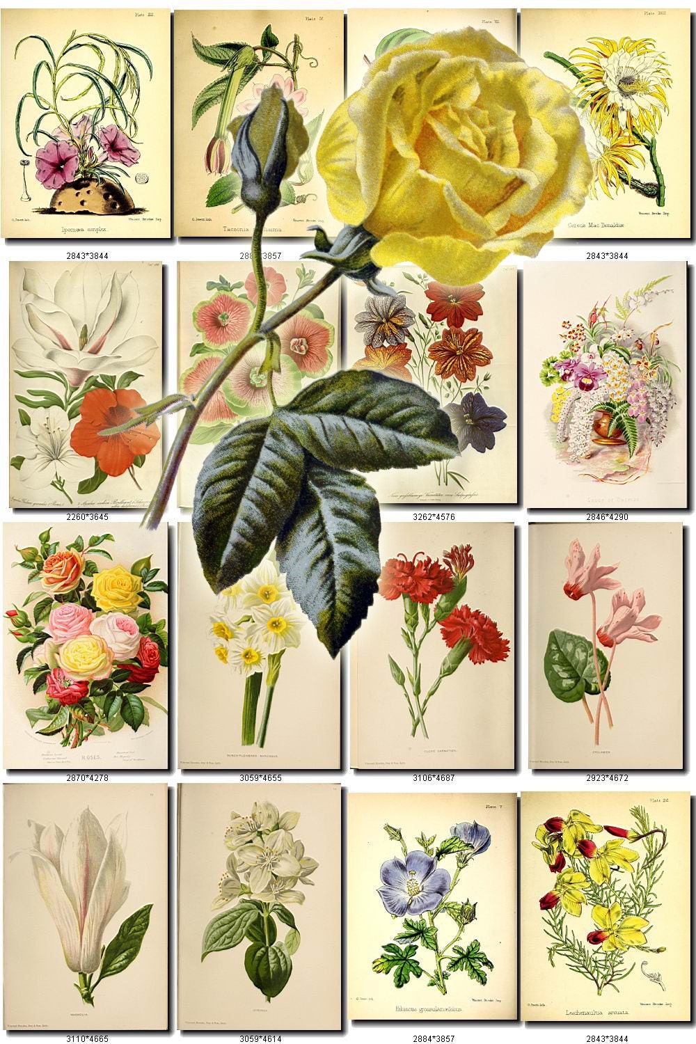 Botanical collection. Скрап картинки для печати. Набор винтажных ботанических растений набор настенных коллажей. Magnolia Bouquet PNG.