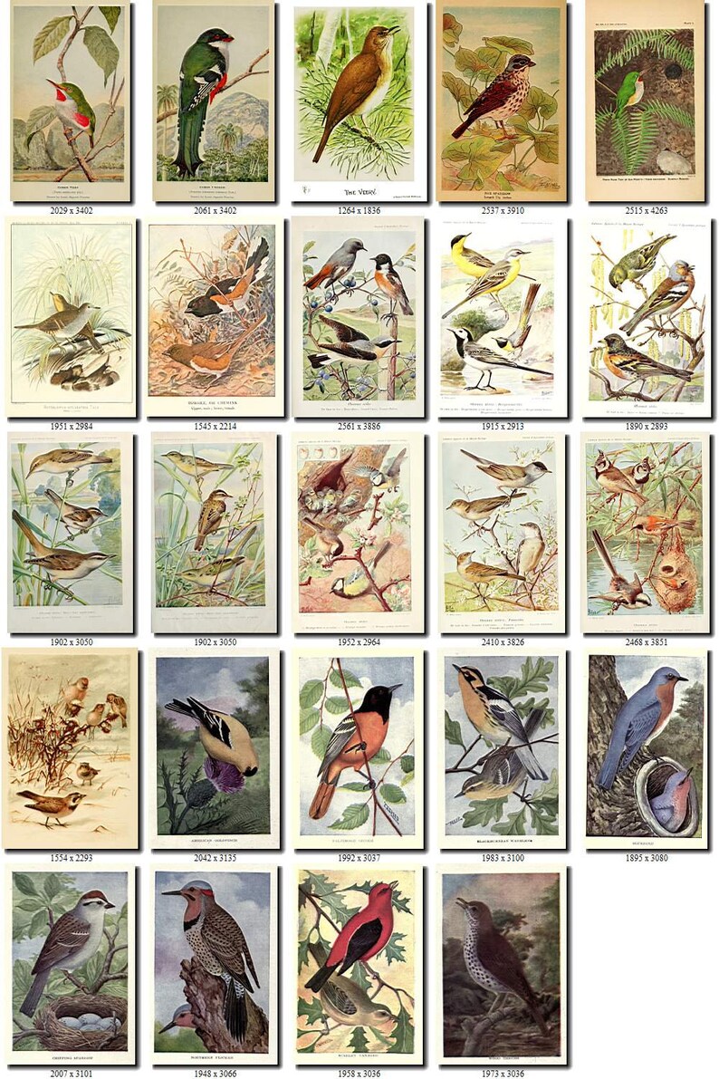 PASSERINES-1 Collection of 191 pictures vintage images High resolution digital download printable illustration small size little birds