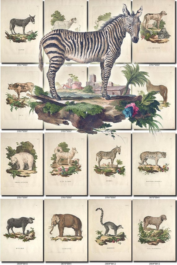 Mammals 48 Collection Of 0 Vintage Images Animals Zebra Dog Etsy