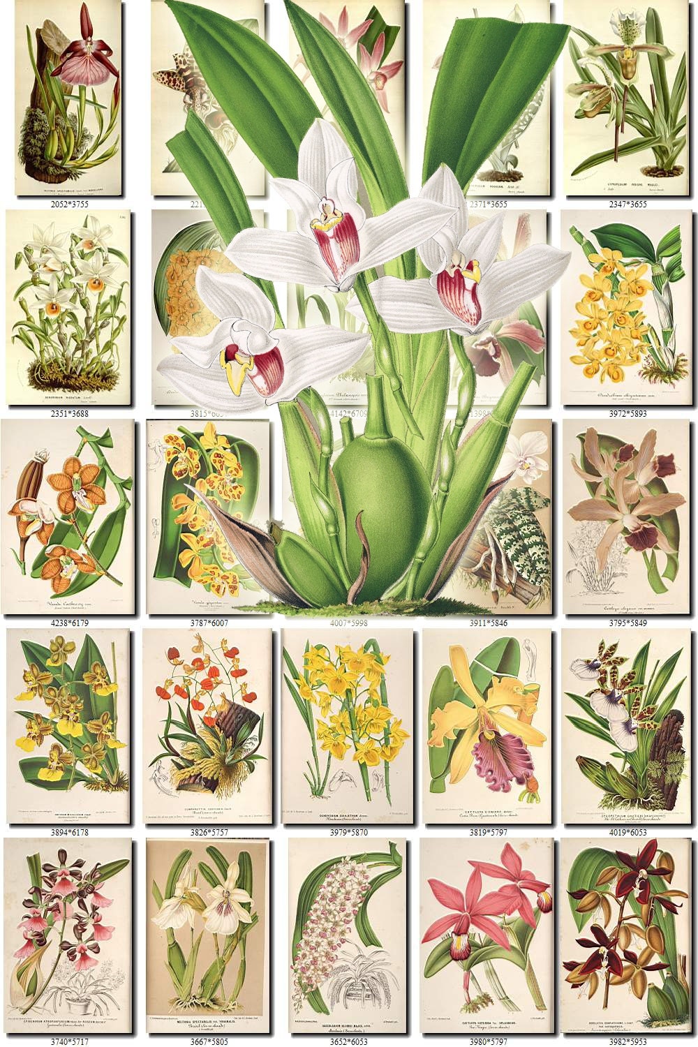 Orchids 20 Flowers Collection Of 238 Vintage Images Maxillaria Etsy