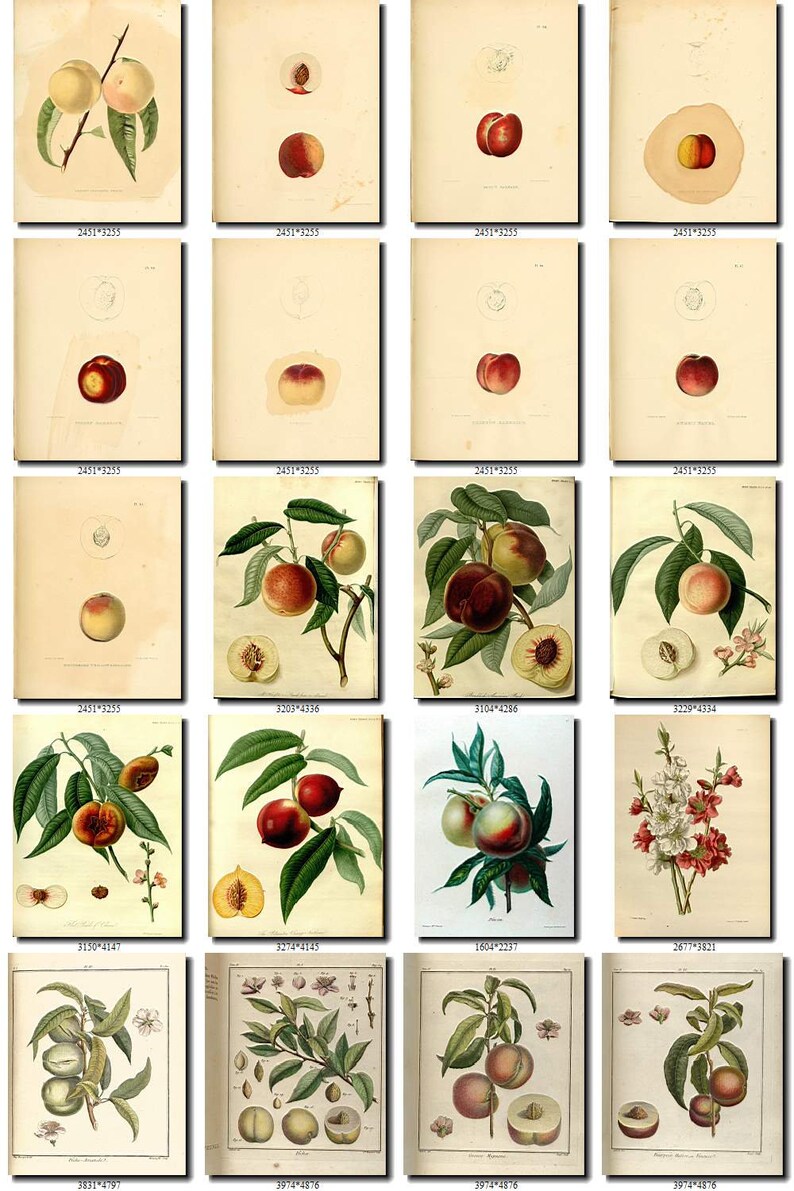 PEACH-7 Collection of 190 vintage images pictures High resolution digital download printable fruits edible amygdalus prunus persica