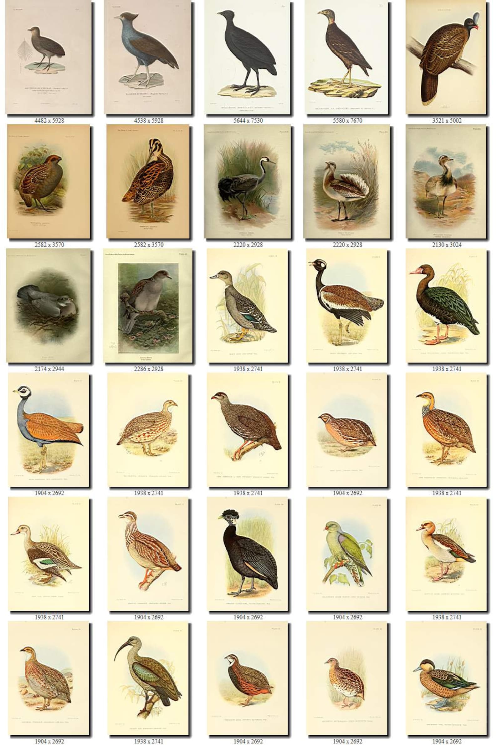 GAME BIRDS-7 Collection of 242 pictures vintage images | Etsy