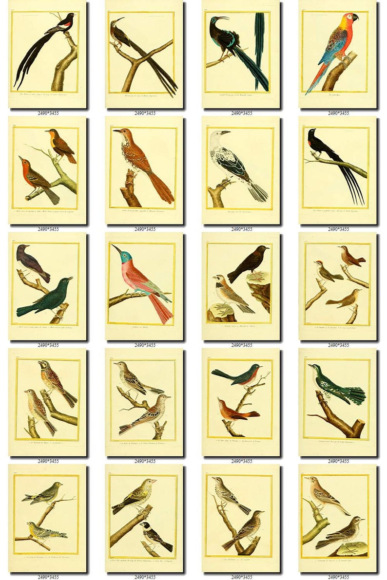 BIRDS-98 Collection of 125 vintage pictures Hummingbirds African Africa Colibri Cuckoo Roller digital download printable 300 dpi animals