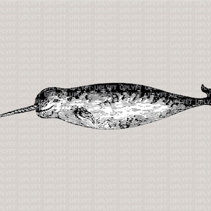 Narwal Vintage-Stil-Illustration - Vektor-Kunst, SVG, ClipArt, Stock-Art,
