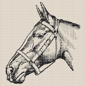 Horse Head Portrait SVG Vector Art.  Une illustration vintage à usage commercial.