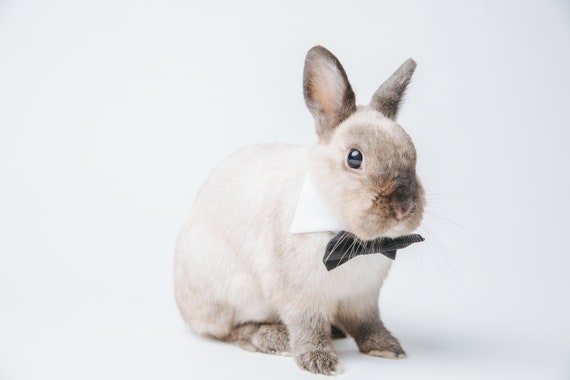 Bunny collar outlet