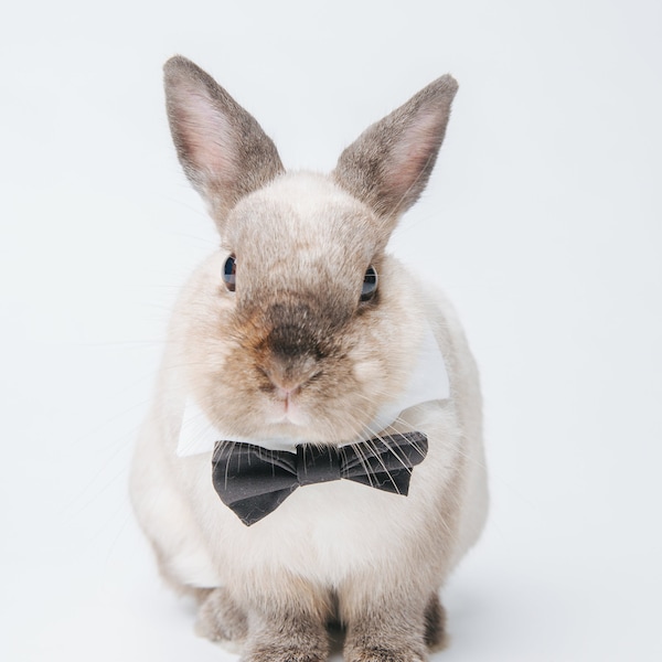Pet Rabbit Clothing Etsy