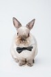 Small pet tuxedo collar and bow, bunny rabbit, guinea pig, chinchilla, cat dapper bow tie collar 