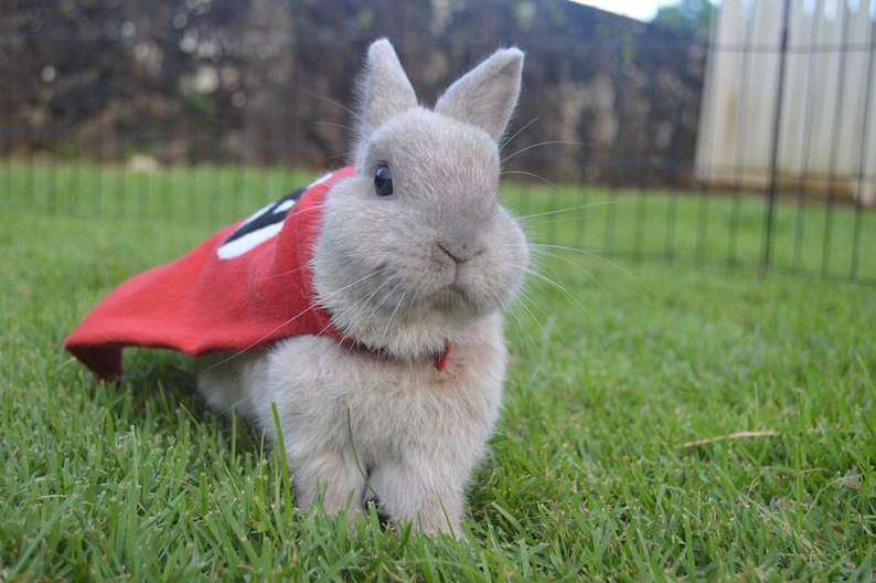 Superhero cape for small animals, bunny cape, pet cape, guinea pig cape, bunny clothes, pet outfit, pet halloween costume, pet costume image 2