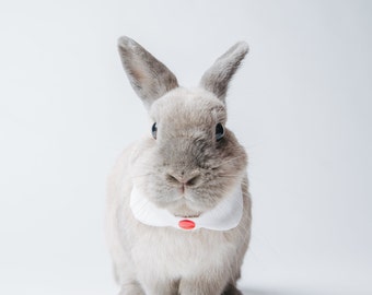 Small animal peter pan collar, bunny collar outfit, bunny clothes, guinea pig fashion