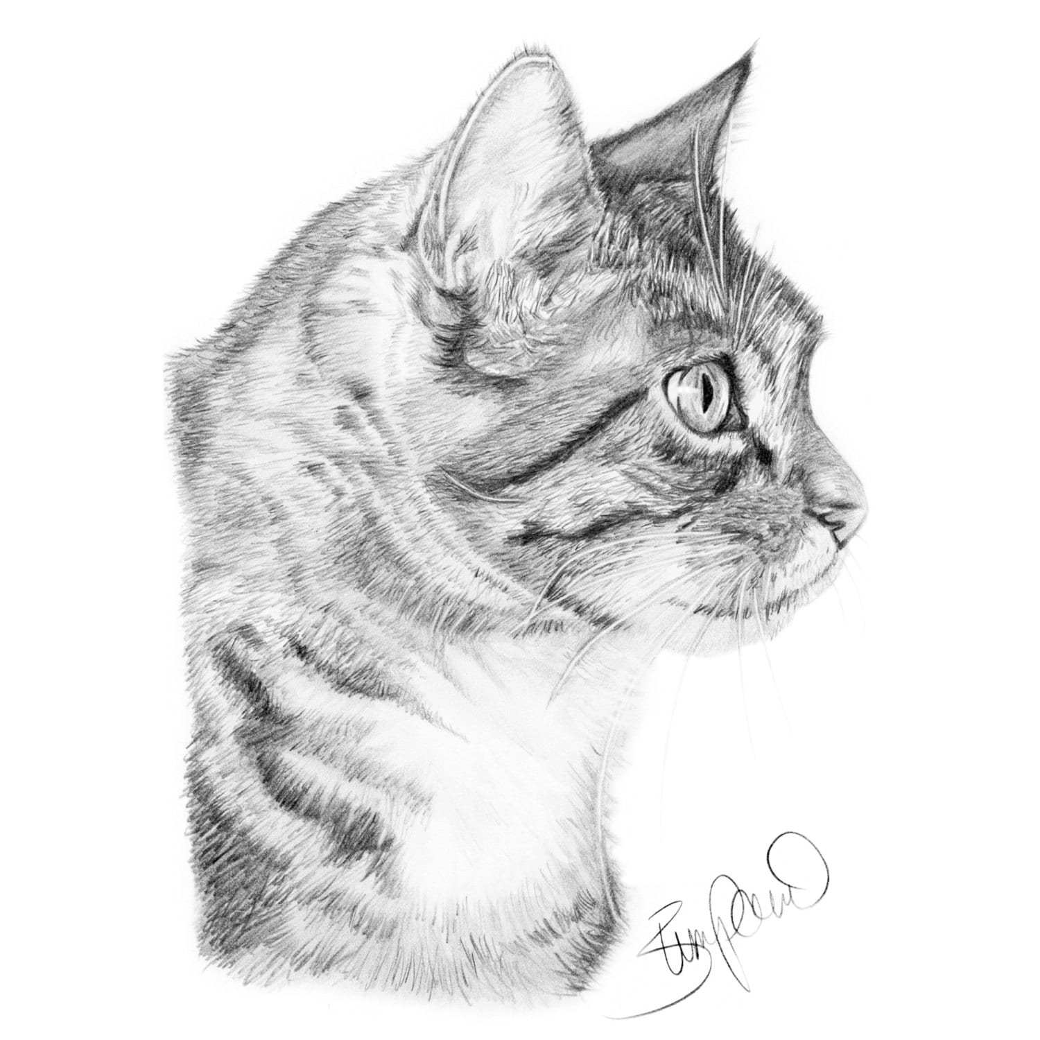 pet-pencil-portraits-of-dogs-cats-and-any-pet-etsy