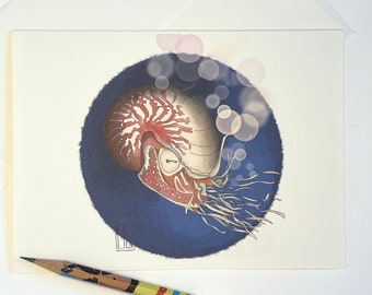 May include: A watercolor illustration of a nautilus shell with red and white markings, surrounded by blue and white watercolor circles. The nautilus is set against a dark blue background.