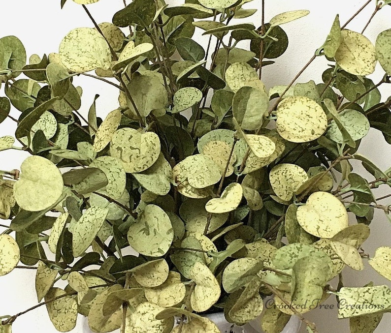 Farmhouse Vase Filler Eucalyptus Vase Filler Farmhouse Etsy