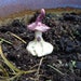 see more listings in the Fairy Houses section
