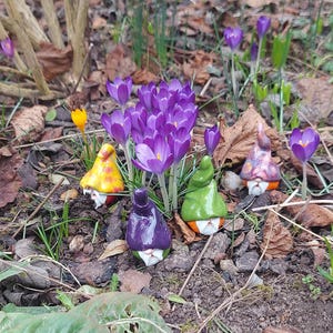 May include: Four colourful ceramic gnomes with different hats are hiding amongst purple crocuses in a garden setting.